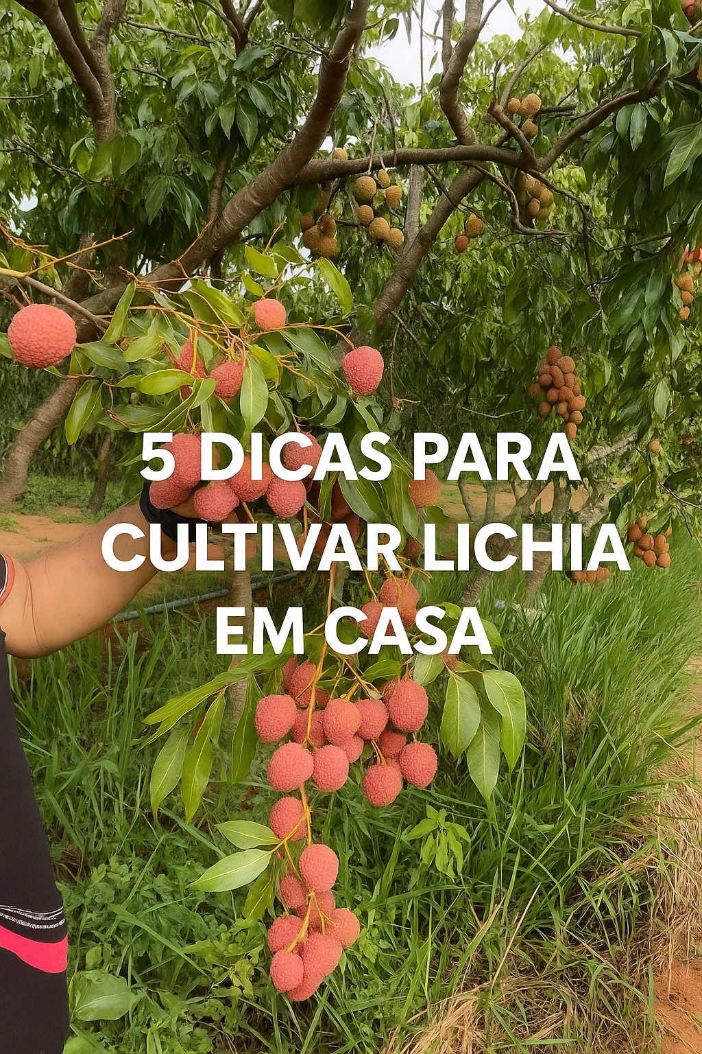 🔥 5 dicas para você cultivar lichia em casa!  Quer colher lichia no seu quintal?  Assista ao vídeo e aprenda o passo a passo para cultivar em casa! 📲 Já salva e compartilha essa dica com quem ama Lichia.  #lichia #mudas #mudasfrutiferas #dicas #creatorsearchinsights 