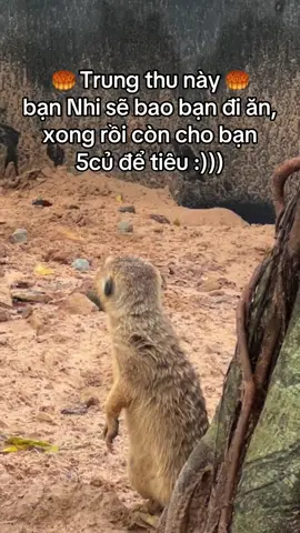 Bạn Nhi dthw, Nhi mãi đỉnh #GreenCreator #VinWonders #dulich #viral #xuhuong 