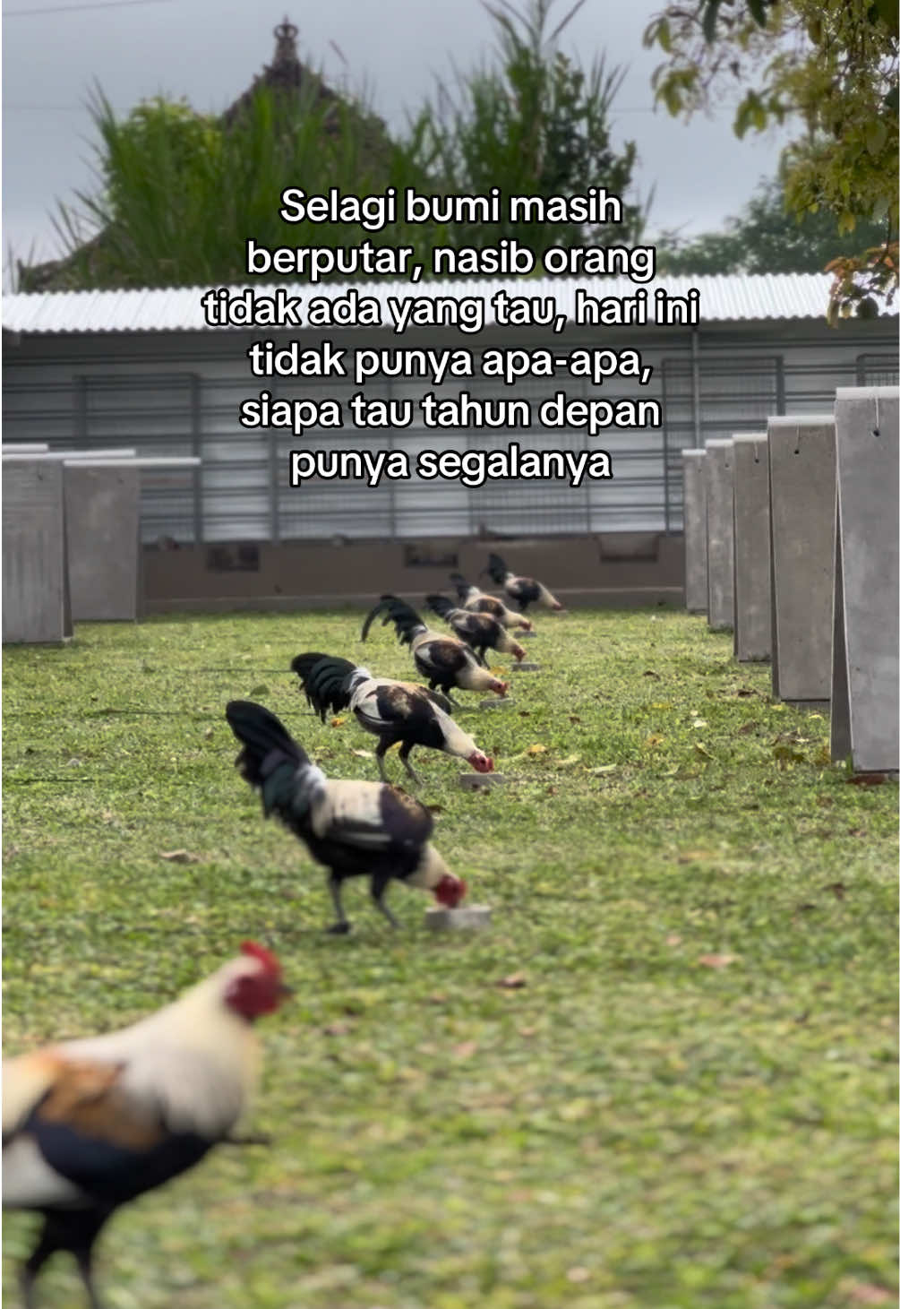 #putuhomefarm #ayamimport #peternakmuda 