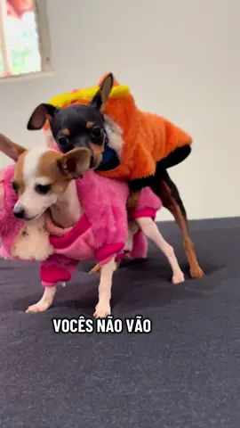 Eu achei que ia ter que passar pano na casa… mas o Francisco já arrastou a Mini Mop limpando tudo! 🧹🤣 E no fim, vó eu não vou ser, graças a Deus! 😂 #DramaCanino #PetsOfTikTok #VideoEngraçado #DogComédia  #foryoupage❤️❤️ 