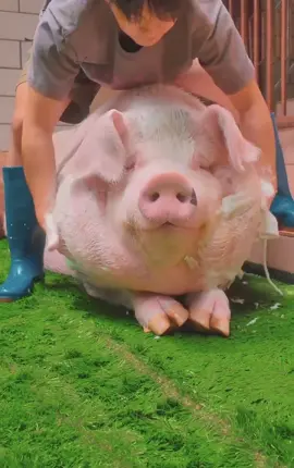#pets #funny #piggy #asmr #cute 