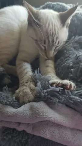 big boy #catsoftiktok  #cats #siamese  #kittens #cat 