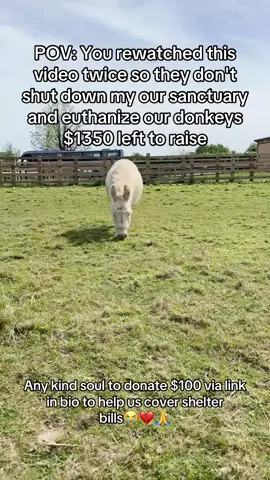 #DonkeyLove #SponsorADonkey #DonkeySanctuary #DonkeyRescue #AnimalRescue     