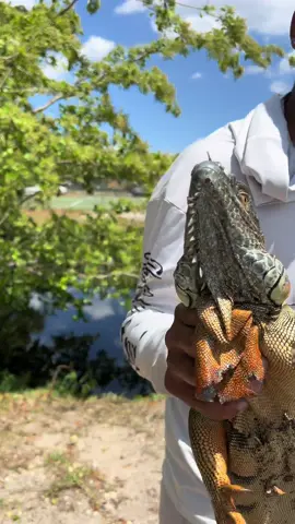 THIS IS HOW YOU CATCH IGUANAS IN MIAMI 💯‼️#miami #thecnlfamily #iguana #iguanaremovel #bigiguana🦎 