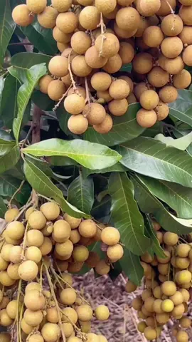 delok nginiki opo Yo Ra pingin tooo#menundeso #kebun #buah #