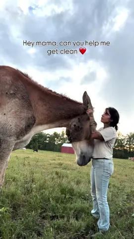 Mr. Jimmy decided to roll in the muddiest spot he could find on this muggy day.. and got his ears filled with some dirt and burs. I couldn’t help but smile and my heart burst just a bit as he lowered his big head down and let me clean what I could by hand. Physical touch is something I’m not generally comfortable with (human to human) so I respect and appreciate so much when these big kids who have usually felt pain by that of human hands, allow me to be so close in their personal bubble. It is a privilege and honor ❤️ : . #jimmy #mule #rescue #horses