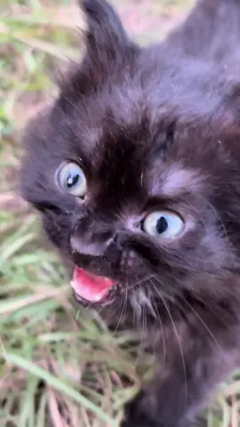 More kitty content 🐈‍⬛ #kitten #kittensoftiktok #meow #farmlife #adoptdontshop 