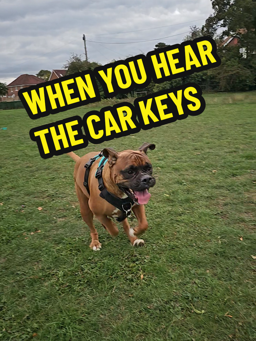 Love how happy he is when he's running free 💙 #dogtok #boxerdog #dogpark #Running #freedom 