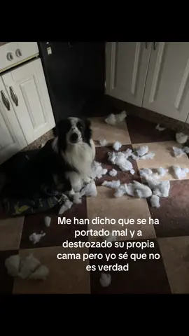 #perros #fyp #perros #fyp 