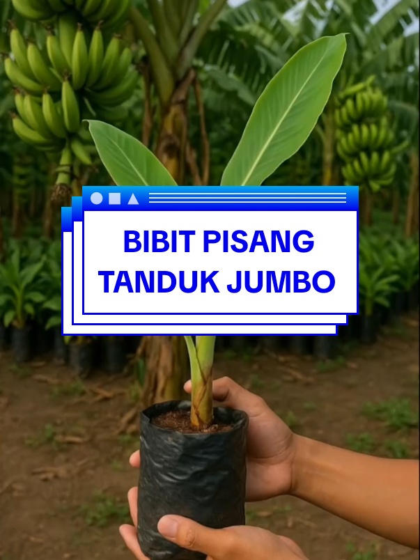 bibit pisang tanduk jumbo #bibitpisang #bibitpisangtanduk #bibitpisangtandukjumbo #creatorsearchinsight  #produktrending 
