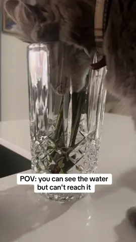 me: buys fancy vase for flowers my cat: finally... a new water bowl #catsoftiktok #cat #cats 