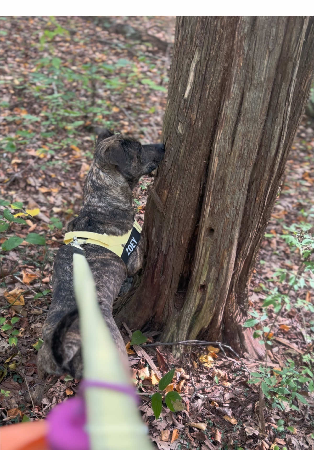 Trail tested, pup approved!  Our new @dogfriendlyco harness and leash make every adventure a little easier (and a lot more fun)! Use code SYLVIADF to get 15% off your pups new gear! 