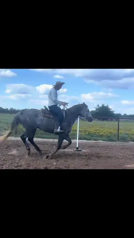 First day on poles for Seven ⭐️ #polebending #coltstarting #horsesoftiktok 