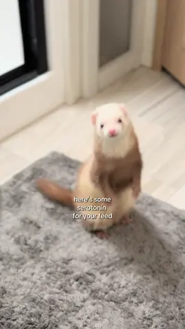 Serotonin slinkies for your feed ✨ #ferret #ferrettok #ferretvideos #petferret #huron 