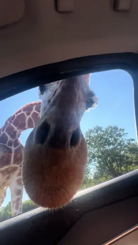 Scariest Funniest Experience Ever😂🙈🦒🐪#drivethrusafari#familytime#funnyvideos#funnyanimals#fyp @XXLT 