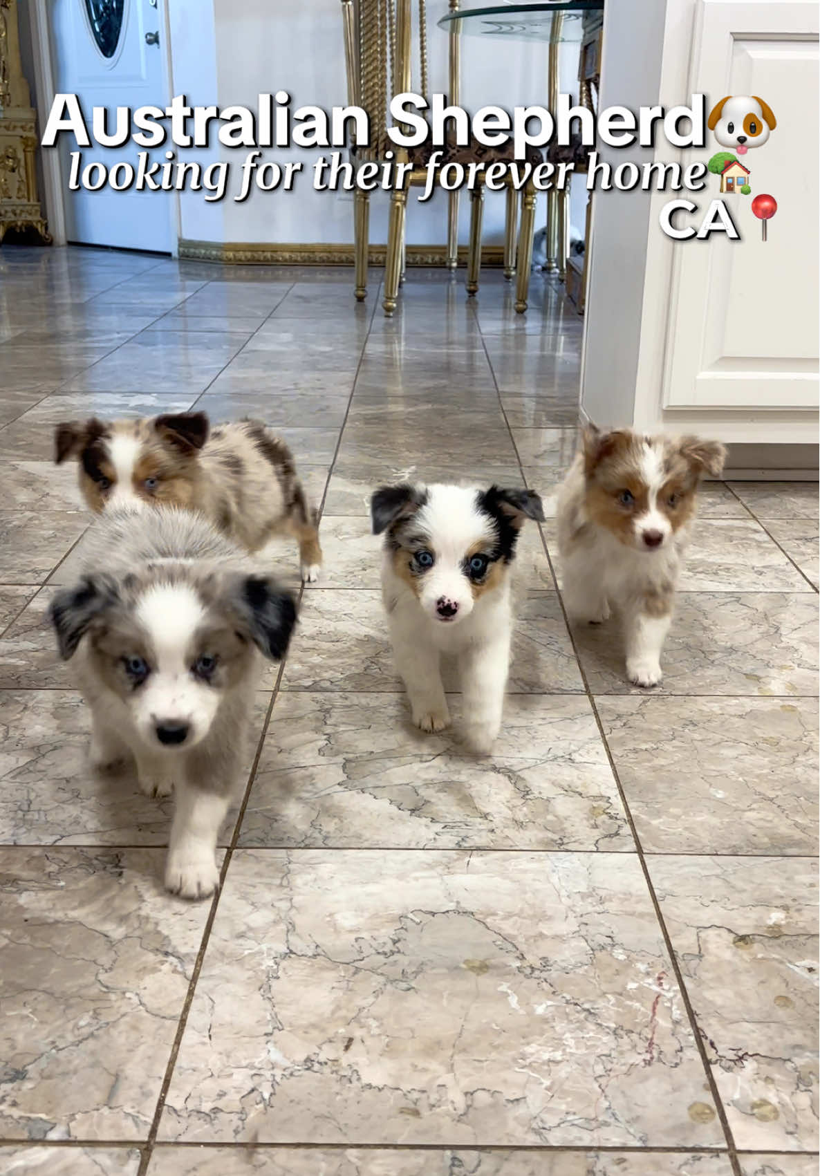 Looking for aussies?? 📲🏡🐶💕#LiveOutlandish #australianshepherd #australianshepherdsoftiktok #australianshepherdpuppy #australianshepherds 