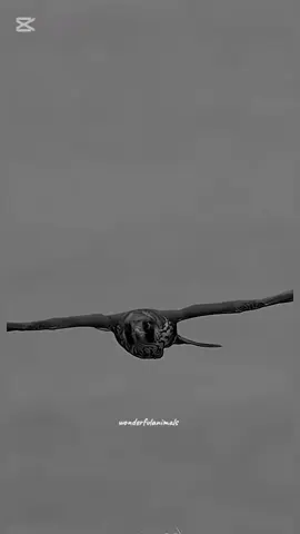 الصاروخ غالي ...والهدف مايسوى