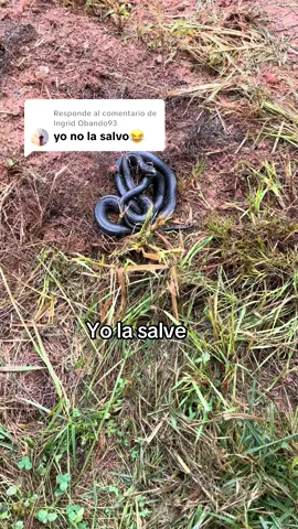 Respuesta a @Ingrid Obando93 