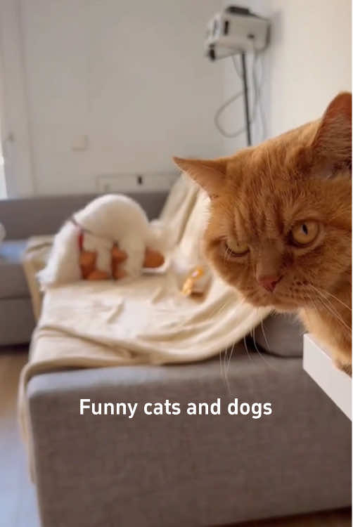 The interesting life of cats and dogs😂🥰#tiktok #dogsoftiktok #usa🇺🇸 #dogs #funnydogs 