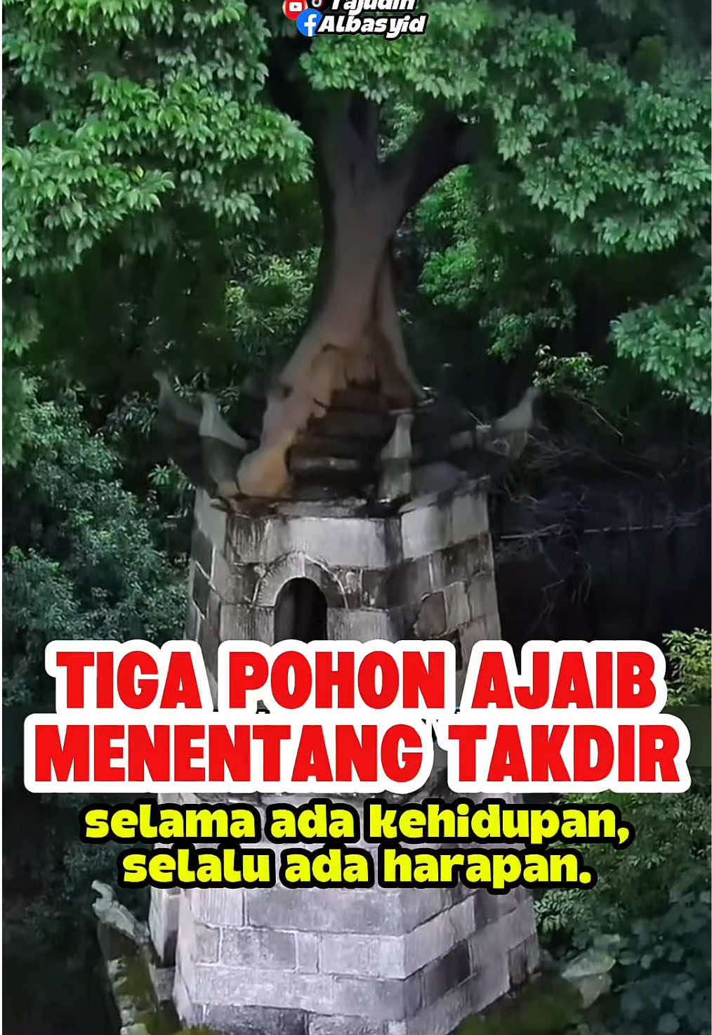 Pohon Ajaib Yang Menginspirasi #motivation #DidYouKnow #FaktaMenarik #FunFacts #inspiration 