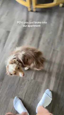 our big time scary defender 👹 #housetour #fyp #viral #miniaussie #dogsoftiktok 