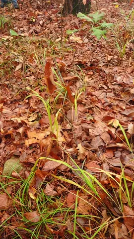 you can't buy this kind of peace at the store. #nature #oklahoma #fraziercreekcabins 