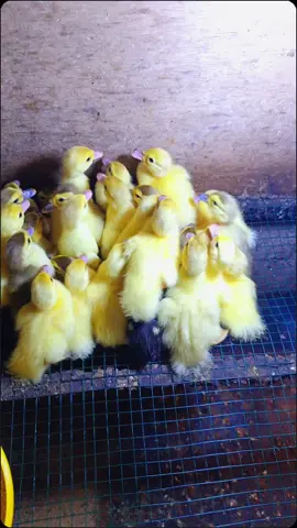 Monggo anakan milenial bossku 083168945886 #tamajayaunggas  #entokrambonmilenial  #komunitasperternakentoklampung  #entokrambon #entokdragon 