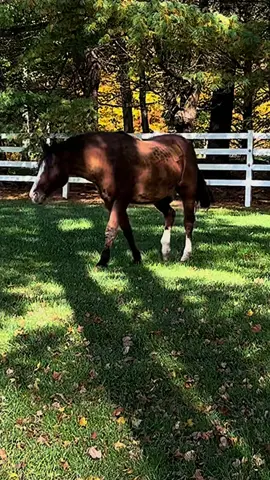 I’m missing you these days, and wishing I couldve had more time. #horsesoftiktok #farmlife #mentalhealthmatters #horses 