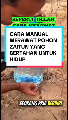 SEPERTI INI MERAWAT POHON ZAITUN YG BERTAHAN UNTUK HIDUP#HIGHLIGHT #fyp #bertani #modalkontendoang #pertanian 