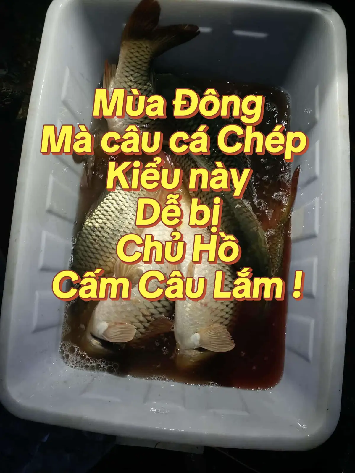 Mùa đông câu cá chép dễ ợt #moicauquynhmai #moicauca #fishing #cauca #chepbonmua 