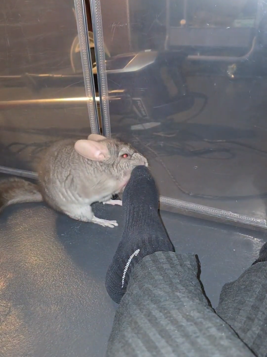 mind you, they weigh 1.5 lb #chinchillas  #fyp  #disrespectyoursurroundings 