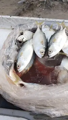 peaan di 088267180536 #sayurikanmurahsayurkitajambi #ikanmurah #jambitiktok #belanjadarirumahaja 