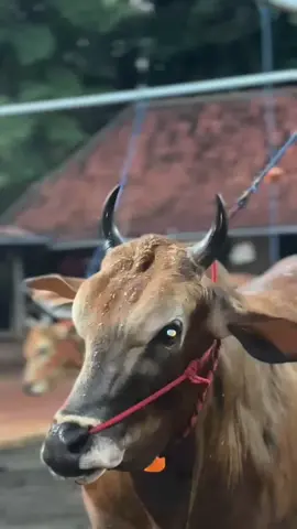 pesona sapi sonar muda.😊 #bintangberlianteam#fyp 