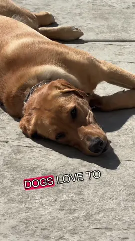 Dogs love some good sunning ☀️ #petsontiktok #puppytiktok #furbabylove #labsoftiktok #labradorsoftiktok 