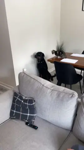 Dramatic dogs are afraid of cats 🤣🤣#dog #funny #fyp #funnydog #cat #funnyvideos #doglover #foryoupage #tiktokdogs 