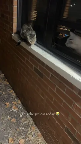 Mind y’all my cat is not a outside cat so he judging hard 😭😭 #foryou #fyp #catsoftiktok #catlover 