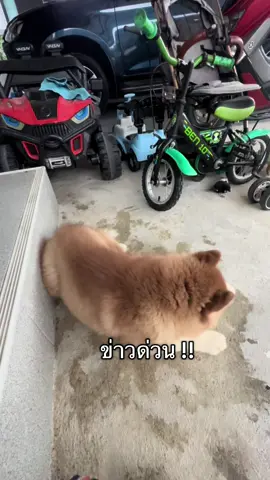 อาทิตย์นึงมี7 วัน เล่นน้ำไปแล้ว 6วัน 😅   คนเล่นน้ำไม่ท้อ คนเป่าขนท้อแทนแล้ว 🤣🤣 #ไซบีเรียนเป็นหมาตลก #ไซบีเรียน #สัตว์เลี้ยงtiktok #สัตว์เลี้ยงน่ารัก #พอใจที่เป็นไซบีเรียนไง 