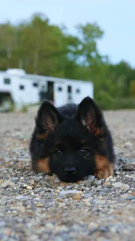 How could you not? #GermanShepherdPuppy #HughstonGermanShepherds #puppylife #GermanShepherd 