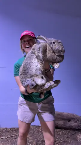 Meet the Flemish Giant rabbit 🐇 — one of the largest rabbit breeds in the world! Known as ‘gentle giants,’ they can reach up to 2.5 feet long and weigh over 20 pounds, all while being sweet and docile #FlemishGiantRabbit #GentleGiant #BunnyLove #rabbitfacts 