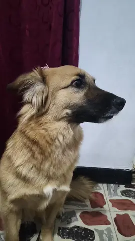 nos unimos al trend #twins #canela #criollo #adoptanocompres 