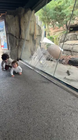 The Snow Leopard at the Milwaukee County Zoo wanted to make a meal out of my baby #milwaukeecountyzoo 