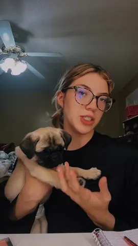 Any recommendations would be greatly appreciated!! #fyp #dogmom #pugsoftiktok #pug #halloween  