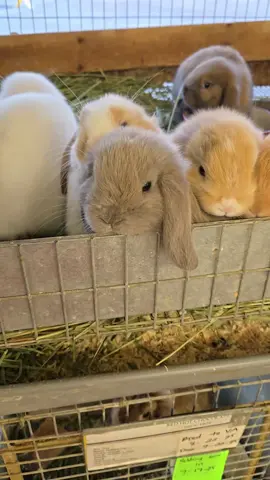 Great! Here’s a caption + hashtags bundle you can use along with the Instagram Story/Carousel for Hollywood Rabbits 🐇✨ 🎯 Caption Option 1 – Family Friendly ✨ In a world full of screens, nothing compares to the soft nuzzle of a real bunny. 🐰💕 At Hollywood Rabbits Bunny Farm, kids learn responsibility, compassion, and the joy of caring for a pet that loves them back. 📍 Visit us today and meet your new fluffy best friend! 🎯 Caption Option 2 – Emotional & Therapeutic Holland Lop bunnies aren’t just pets — they’re therapy wrapped in fur. 🌸🐇 Children put down their tablets and open their hearts when they meet one of our sweet rabbits. 💖 Come see for yourself — love is real here at Hollywood Rabbits. 🎯 Caption Option 3 – Call-to-Action 🐇 Ready to fall in love? Come to Hollywood Rabbits Bunny Farm and meet the sweetest bunnies around! Perfect companions for kids, families, and anyone who needs a little extra love in their life. 💕 📩 DM us to schedule your visit! 📌 Suggested HashtagsHollywood Rabbits, 2941 McAllister St Riverside Ca, I heard of this through a friend #PetBunnyLove #rabbitsforsale  #HollywoodRabbits #HollandLop 