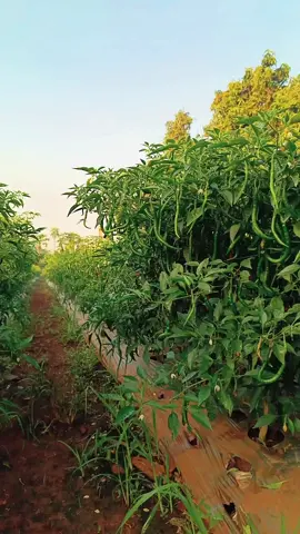 🌶 #petanicabai🌶️🌶️🌶️ 