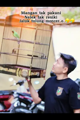 #kicaumania #kicaumaniaindonesia #cucakijo #cucakijomania #muraibatuindonesia #cucakhijau 