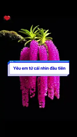 #hoalangiong #longervideos #xuhuong #luadecor #luadecor 