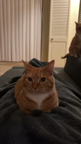 Darla had enough tonight. #cat #catsoftiktok #orangecat #cats 