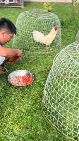 Mòi màng đầu đủ cho mấy đệ hôm qua 3-1 🥰🥰🥰#xuhuongtiktok #gàthaichumpon🇹🇭 #xuhuong2025 #xuhuong #gàchoivietnam🇻🇳 