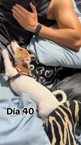 Día 40 Está de conteston 😡