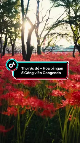 Dẫu được xem là loài hoa gắn liền với sự chia ly, nhưng sắc đỏ rực rỡ của hoa bỉ ngạn vẫn khiến trái tim ai cũng rung động. Cuối tháng này, hãy đến Công viên Gongendo (Satte, Saitama) tham dự Lễ hội hoa bỉ ngạn và chiêm ngưỡng khung cảnh tuyệt sắc nhuộm đỏ cả bầu trời thu nhé. #hoabingan #彼岸花 #gongendopark #権現堂公園 #redspiderlily 